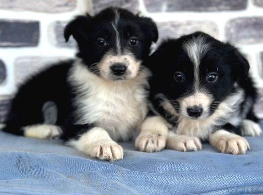 Her Renk Border Collie Yavrularımız görsel