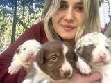 Her Renk Border Collie Yavrularımız
