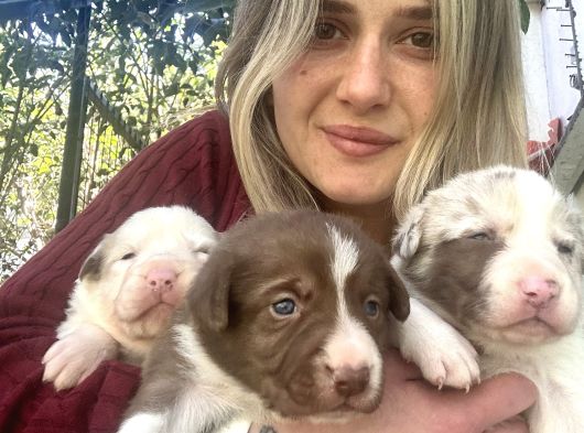 Her Renk Border Collie Yavrularımız görsel