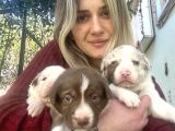 Her renk border collie yavrularımız