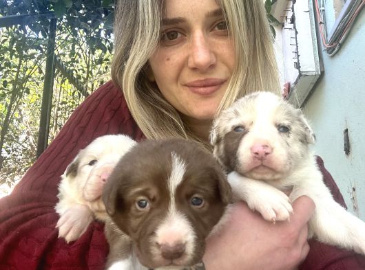 Her Renk Border Collie Yavrularımız