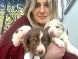 Her Renk Border Collie Yavrularımız