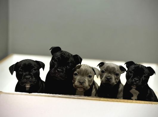 Staffordshire Bull Terrier Yavruları