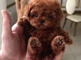 Safkan Mini kore toypoodle bebekler