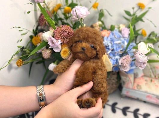 Safkan Mini Kore Toypoodle Bebekler görsel
