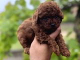 Toypoddle Benekşerimiz