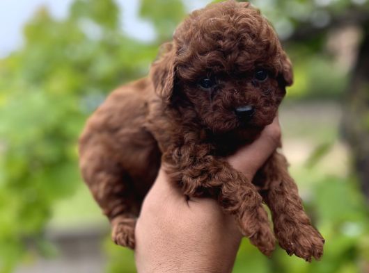 Toypoddle Benekşerimiz görsel