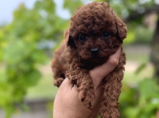Toypoddle Benekşerimiz görsel