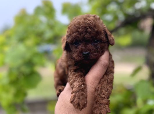 Toypoddle Benekşerimiz görsel