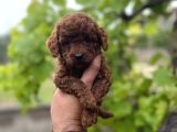 Toypoddle benekşerimiz