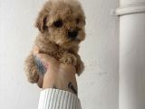 Efsane guzel ayarda teacup maltipo cis egitimli
