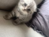 British Shorthair Lilac Scotish Silver Yavrularımız