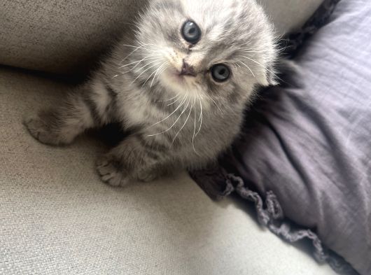British Shorthair Lilac Scotish Silver Yavrularımız görsel