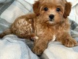 MALTİPOO CİNSİ YAVRULAR EV ÜRETİMİ