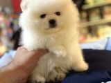 Mukemmel Kali̇te Teddy Bear Pomerani̇an Boo Yavrular