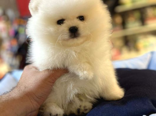 Mukemmel Kali̇te Teddy Bear Pomerani̇an Boo Yavrular görsel