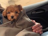 Sevimli 2 Aylık Teacup Toy Poodle  Veteriner Takipli