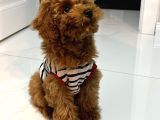 Türkiyenin En Iyi Teacup Poodle Kurabiyeler 5 Aylık