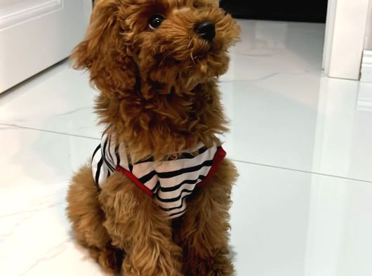 Türkiyenin En Iyi Teacup Poodle Kurabiyeler 5 Aylık