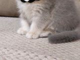 Mükemmel a kalite british shorthair yavrumuz