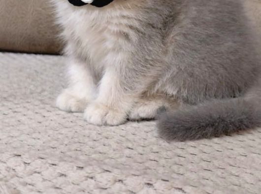 Mükemmel A Kalite British Shorthair Yavrumuz