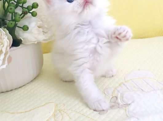 Kar Bey Longhair Yakışıklı görsel