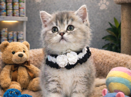Mükemmel Renklerde British Shorthair Yavrularımız görsel