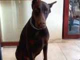 ücretsiz Ateş 11 aylık erkek Doberman king