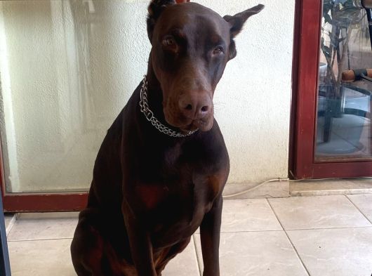 Ücretsiz Ateş 11 Aylık Erkek Doberman King