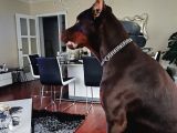 Ücretsiz Ateş 11 Aylık Erkek Doberman King