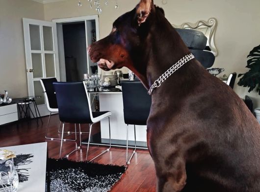 Ücretsiz Ateş 11 Aylık Erkek Doberman King görsel