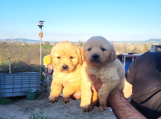 Dişi Erkek Golden Retriver Yavrularımız görsel