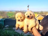 Dişi erkek golden retriver yavrularımız