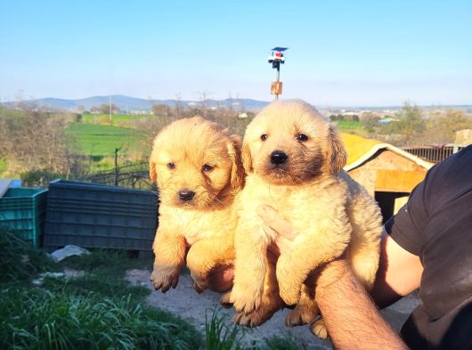 Dişi Erkek Golden Retriver Yavrularımız