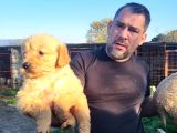 Dişi Erkek Golden Retriver Yavrularımız