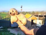 Dişi Erkek Golden Retriver Yavrularımız