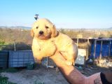 Dişi Erkek Golden Retriver Yavrularımız