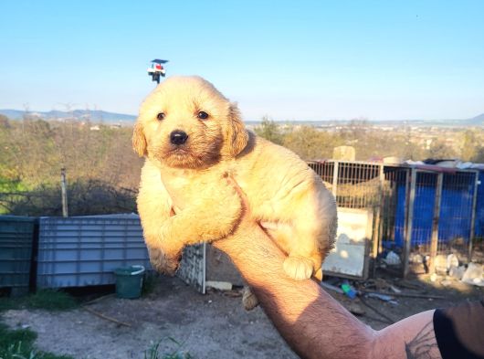 Dişi Erkek Golden Retriver Yavrularımız görsel