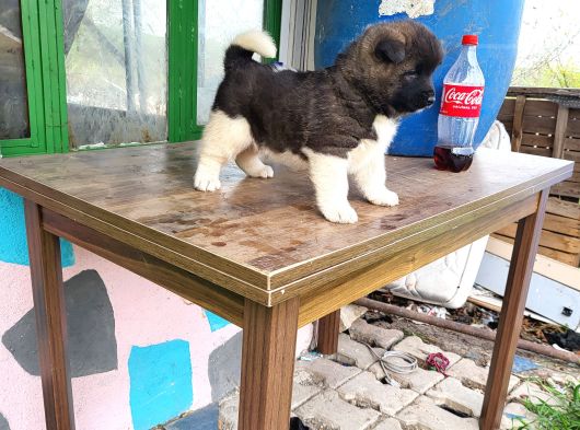 Erkek Amerikan Akita görsel