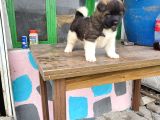 Erkek amerikan akita