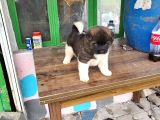 Erkek Amerikan Akita