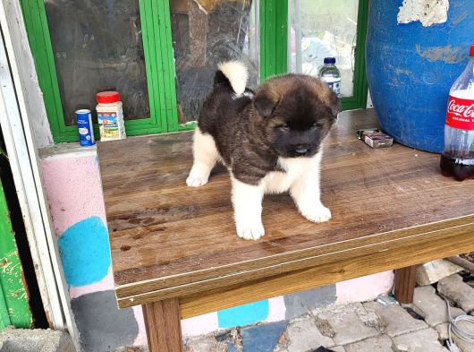 Erkek Amerikan Akita görsel