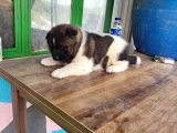 Erkek Amerikan Akita