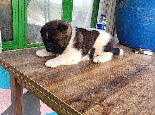 Erkek Amerikan Akita görsel