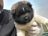 Erkek Amerikan Akita
