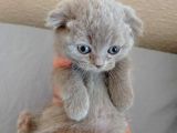 Scottish fold yavrularımız