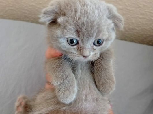 Scottish Fold Yavrularımız