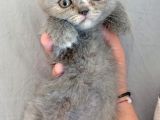 Scottish Fold Yavrularımız