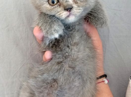 Scottish Fold Yavrularımız görsel