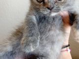 Scottish Fold Yavrularımız